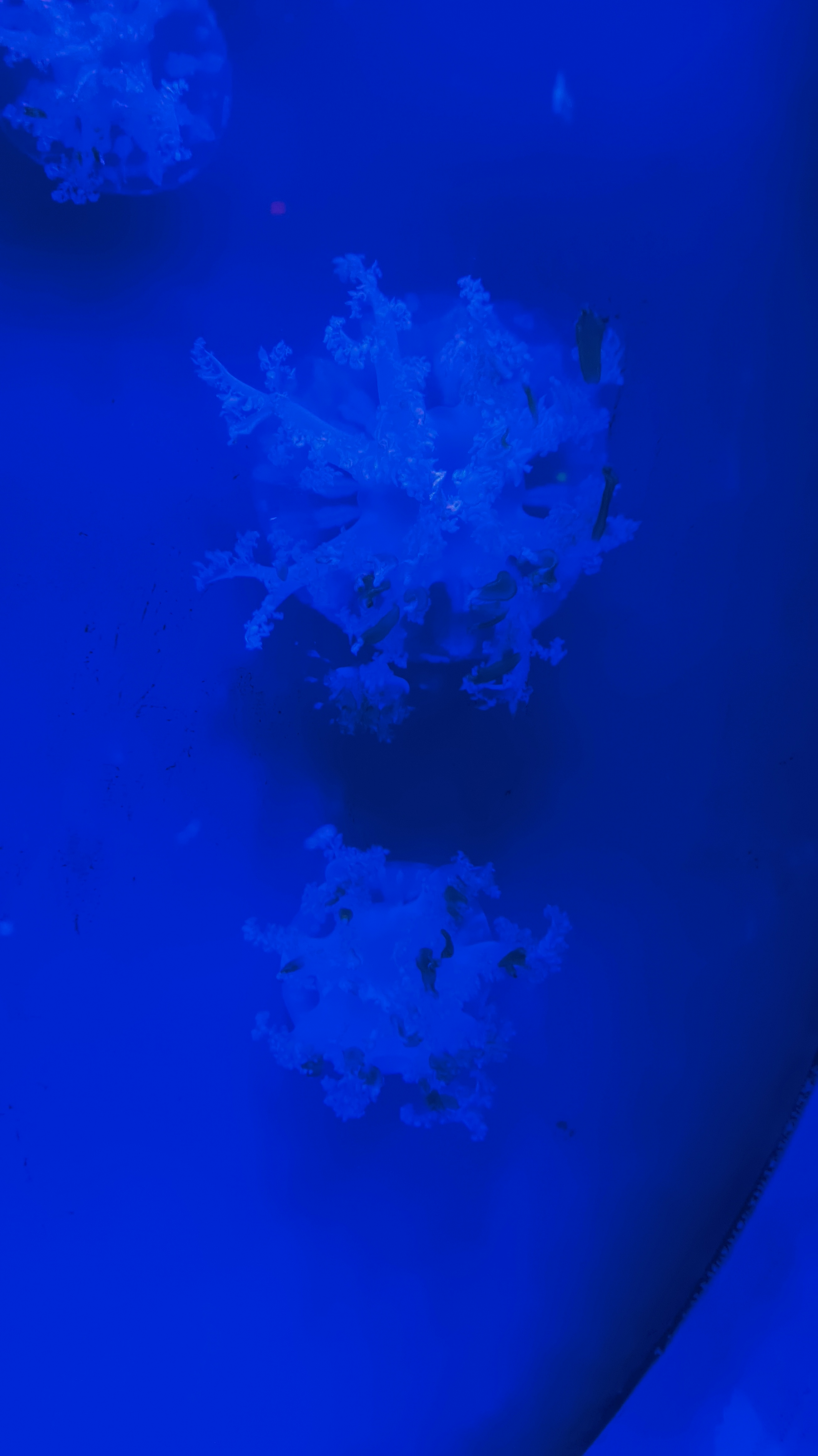 水母馆
