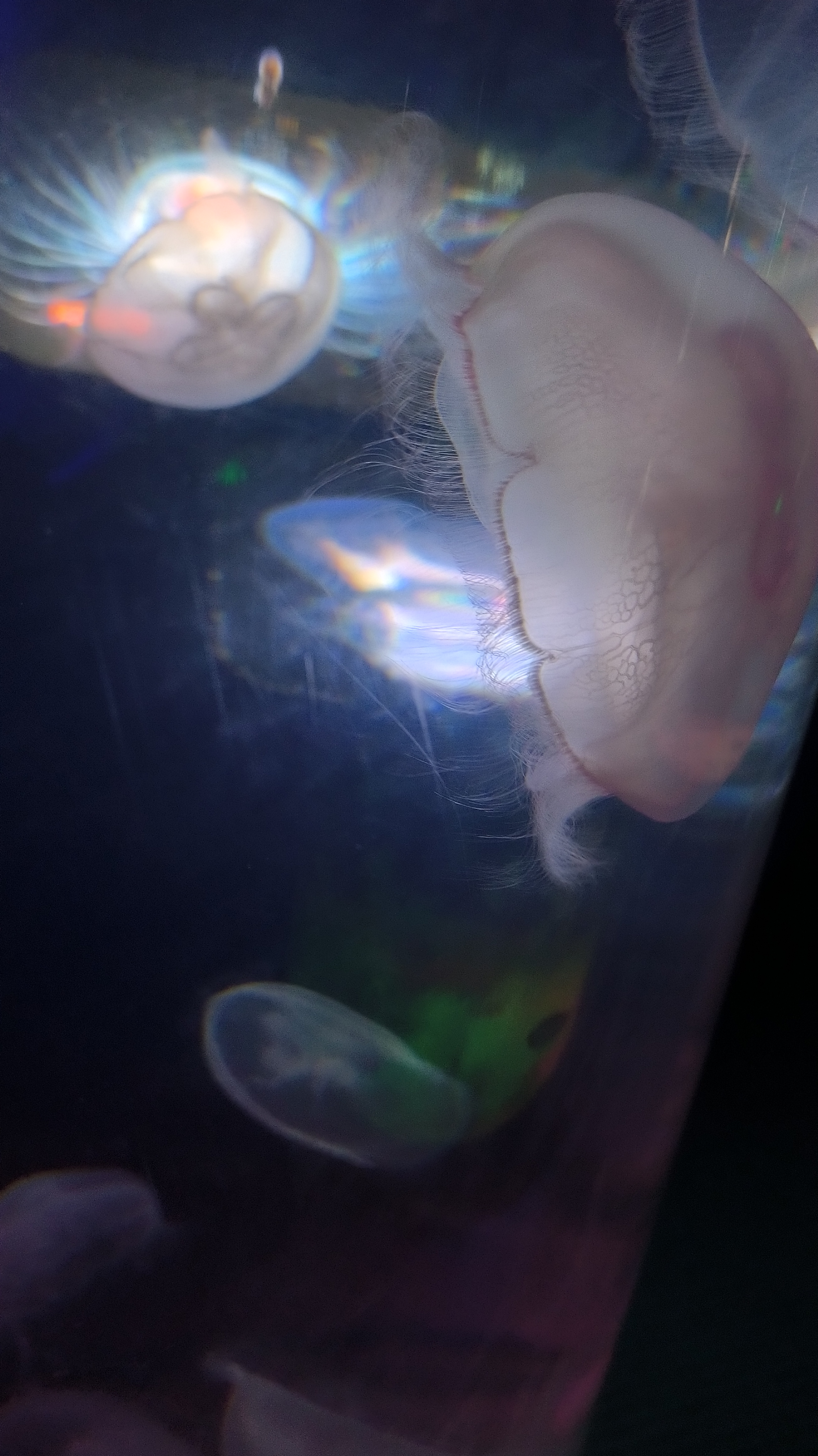 水母馆