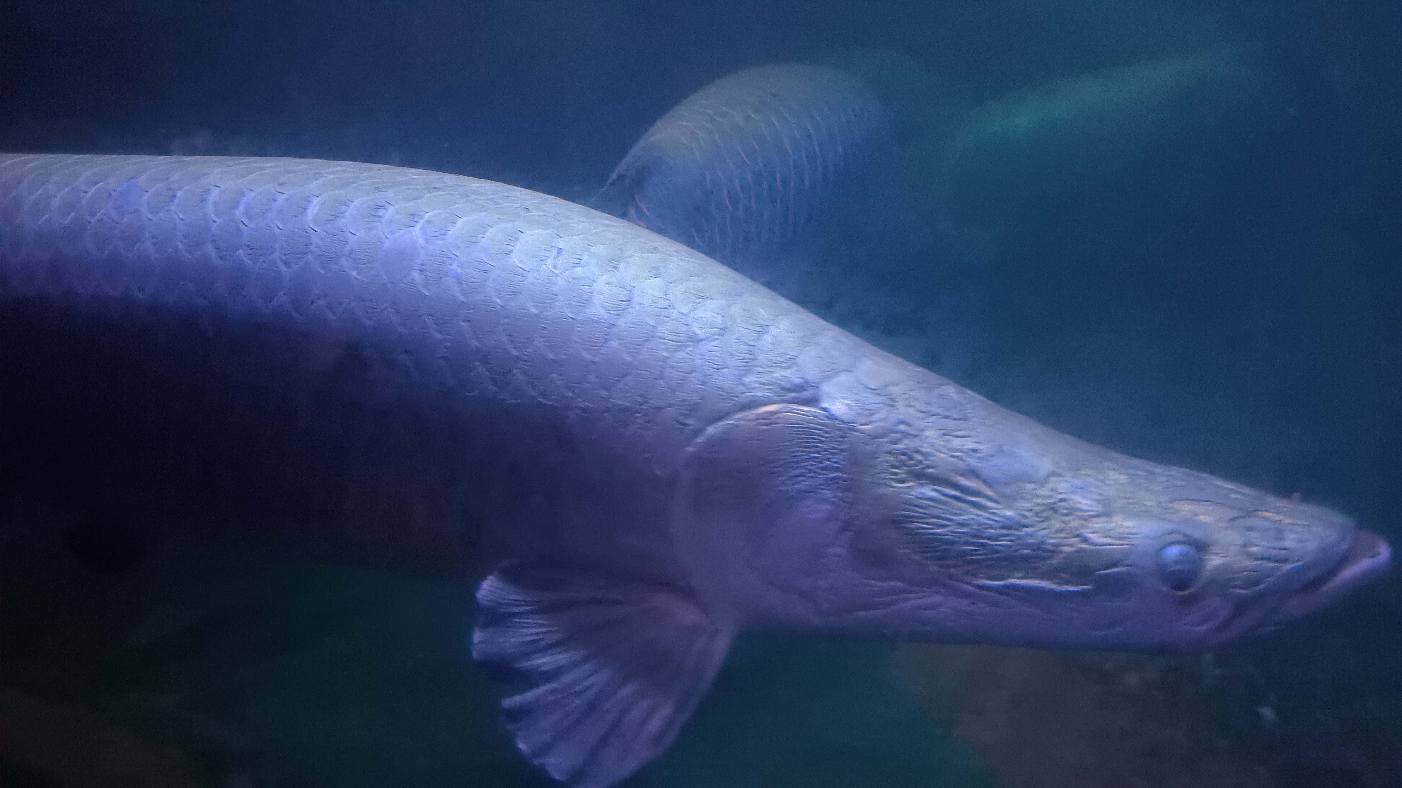 淡水生物馆