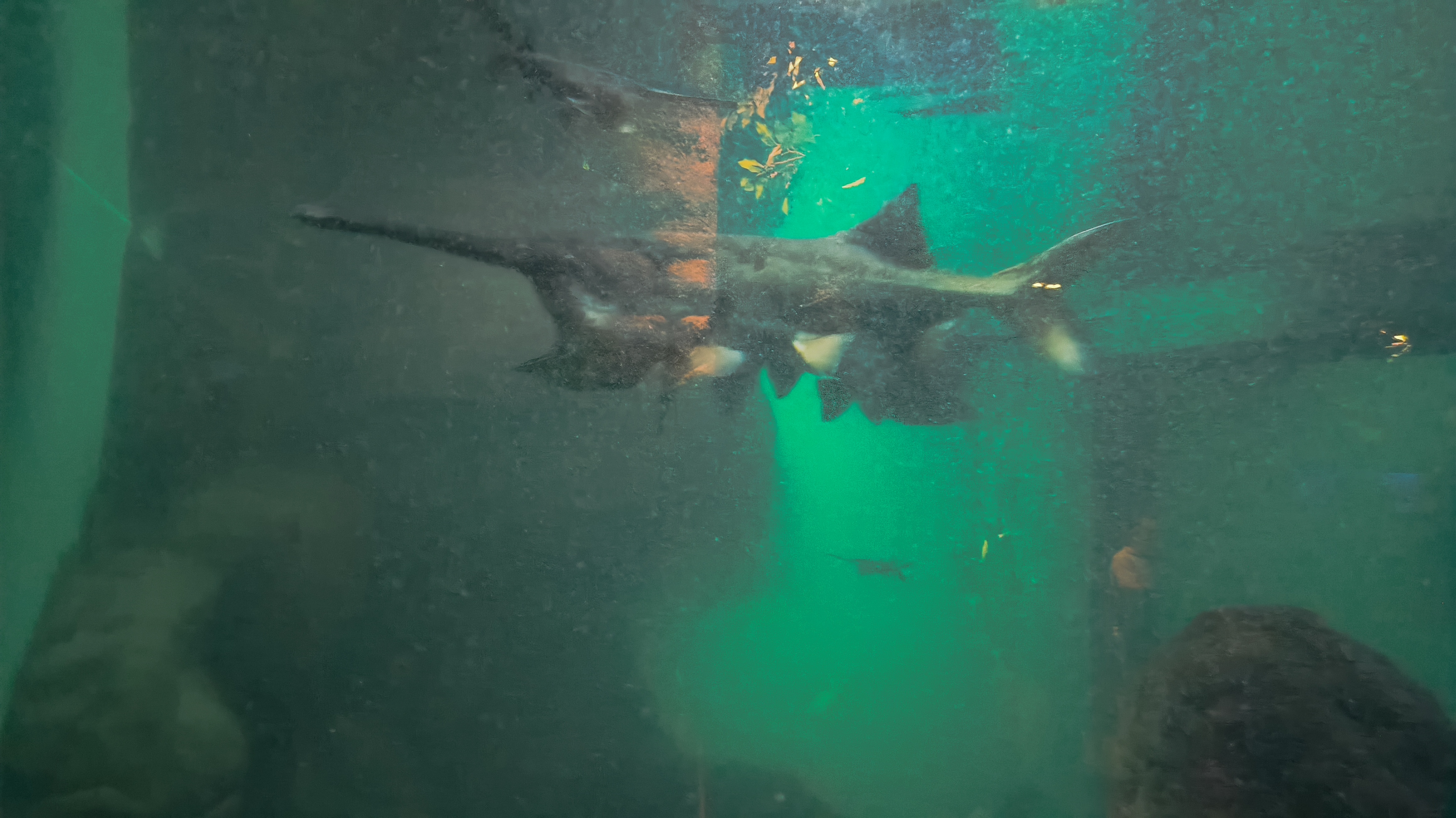 淡水生物馆
